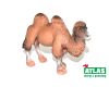 C - Figurka Velbloud 11 cm