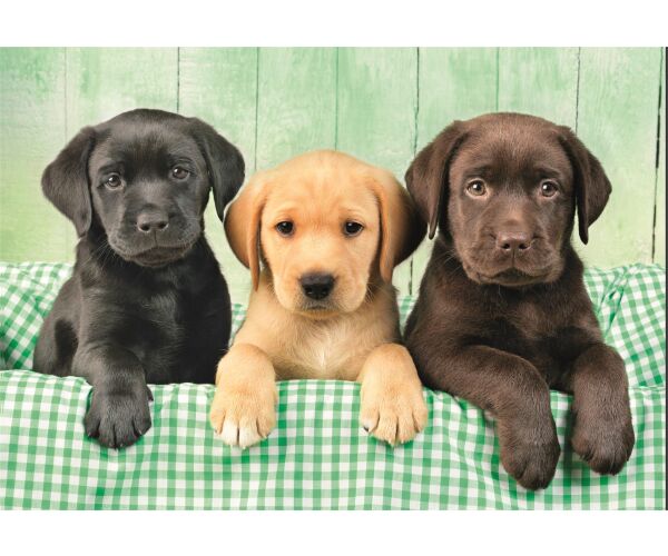 Clementoni Puzzle 1000 Tři labradoři